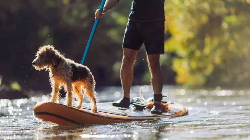 man and his dog on paddleboard